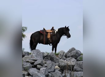 Plus de poneys/petits chevaux, Hongre, 11 Ans, 112 cm, Noir