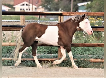 Plus de poneys/petits chevaux, Hongre, 11 Ans, 117 cm