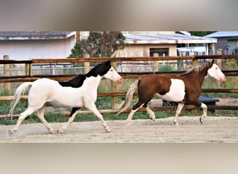 Plus de poneys/petits chevaux, Hongre, 11 Ans, 117 cm