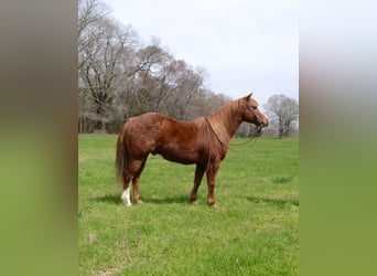 Plus de poneys/petits chevaux, Hongre, 11 Ans, 130 cm, Alezan cuivré