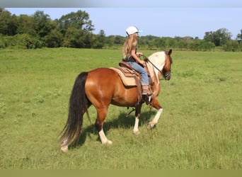 Plus de poneys/petits chevaux, Hongre, 11 Ans, 140 cm, Bai cerise
