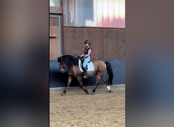 Plus de poneys/petits chevaux, Hongre, 11 Ans, 143 cm, Bai