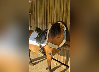 Plus de poneys/petits chevaux, Hongre, 11 Ans, 143 cm, Bai