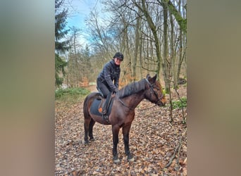 Plus de poneys/petits chevaux Croisé, Hongre, 11 Ans, 148 cm, Bai brun