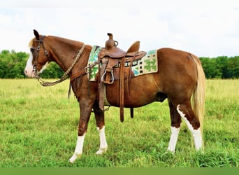 Plus de poneys/petits chevaux, Hongre, 12 Ans, 130 cm, Alezan brûlé