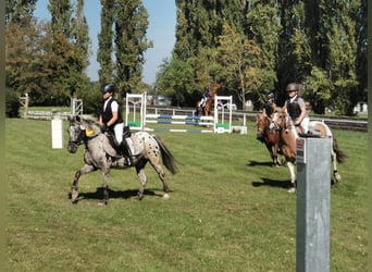 Plus de poneys/petits chevaux, Hongre, 12 Ans, 130 cm, Léopard