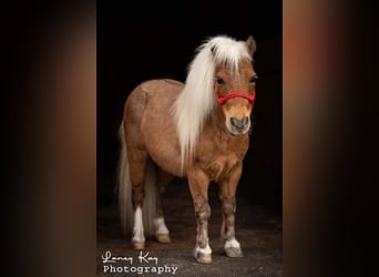 Plus de poneys/petits chevaux, Hongre, 12 Ans, 81 cm, Palomino