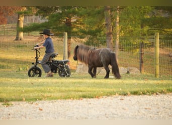 Plus de poneys/petits chevaux, Hongre, 12 Ans, 81 cm, Rouan Bleu