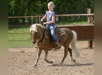 Plus de poneys/petits chevaux, Hongre, 13 Ans, 102 cm, Palomino