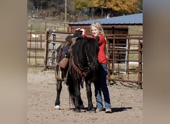 Plus de poneys/petits chevaux, Hongre, 13 Ans, 112 cm, Noir