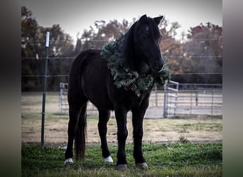 Plus de poneys/petits chevaux, Hongre, 13 Ans, 112 cm, Noir