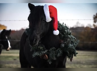 Plus de poneys/petits chevaux, Hongre, 13 Ans, 112 cm, Noir