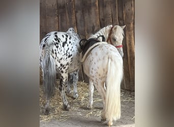 Plus de poneys/petits chevaux, Hongre, 13 Ans, 117 cm, Léopard
