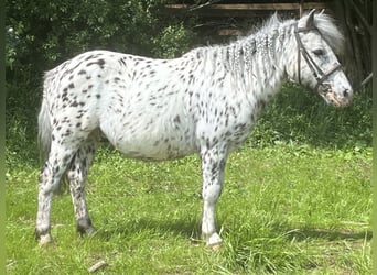 Plus de poneys/petits chevaux, Hongre, 13 Ans, 117 cm, Léopard