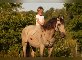 Plus de poneys/petits chevaux, Hongre, 13 Ans, 122 cm, Buckskin