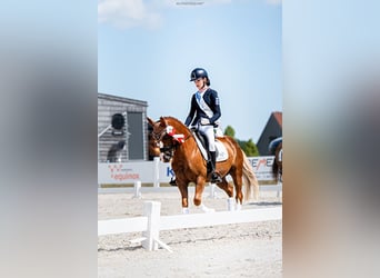 Plus de poneys/petits chevaux, Hongre, 13 Ans, 136 cm, Alezan