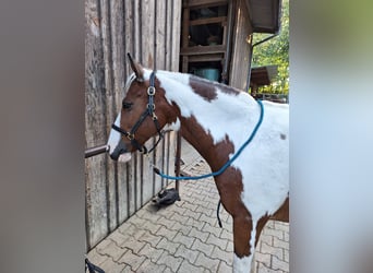 Plus de poneys/petits chevaux Croisé, Hongre, 13 Ans, 142 cm, Pinto