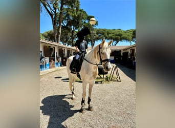 Plus de poneys/petits chevaux Croisé, Hongre, 13 Ans, 146 cm