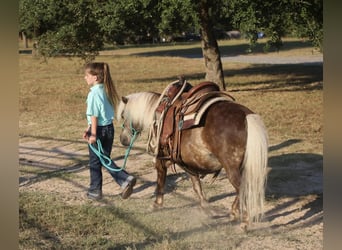 Plus de poneys/petits chevaux, Hongre, 13 Ans, 99 cm, Palomino