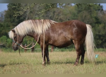 Plus de poneys/petits chevaux, Hongre, 13 Ans, 99 cm, Palomino