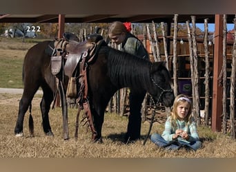 Plus de poneys/petits chevaux, Hongre, 14 Ans, 112 cm, Noir