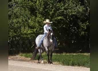 Plus de poneys/petits chevaux Croisé, Hongre, 14 Ans, 132 cm, Rouan Bleu