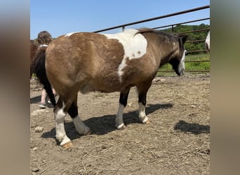 Plus de poneys/petits chevaux, Hongre, 14 Ans, 89 cm, Buckskin