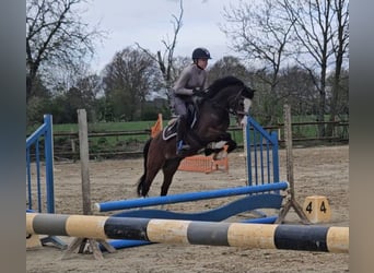 Plus de poneys/petits chevaux, Hongre, 15 Ans, 125 cm, Bai