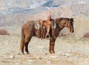 Plus de poneys/petits chevaux, Hongre, 15 Ans, 127 cm, Rouan Rouge