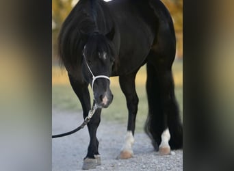Plus de poneys/petits chevaux, Hongre, 16 Ans, 122 cm, Noir