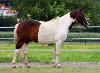 Plus de poneys/petits chevaux, Hongre, 16 Ans, 147 cm, Pinto