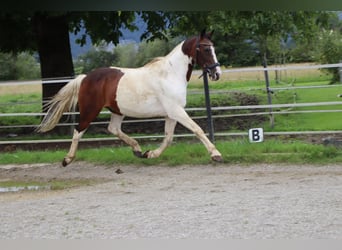 Plus de poneys/petits chevaux, Hongre, 16 Ans, 147 cm, Pinto