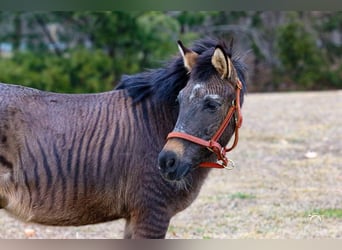 Plus de poneys/petits chevaux Croisé, Hongre, 16 Ans, Isabelle