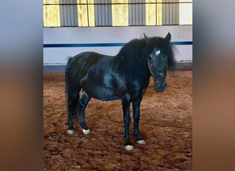 Plus de poneys/petits chevaux Croisé, Hongre, 17 Ans, 125 cm, Noir
