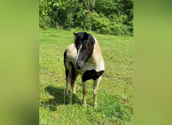 Plus de poneys/petits chevaux, Hongre, 3 Ans, 135 cm, Pinto