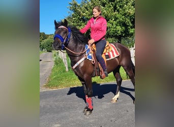 Plus de poneys/petits chevaux, Hongre, 3 Ans, 153 cm, Noir
