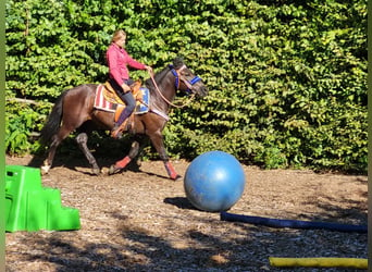 Plus de poneys/petits chevaux, Hongre, 3 Ans, 153 cm, Noir