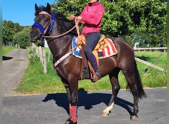 Plus de poneys/petits chevaux, Hongre, 3 Ans, 153 cm, Noir