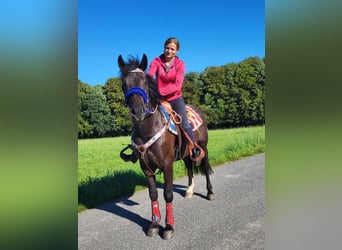 Plus de poneys/petits chevaux, Hongre, 3 Ans, 153 cm, Noir