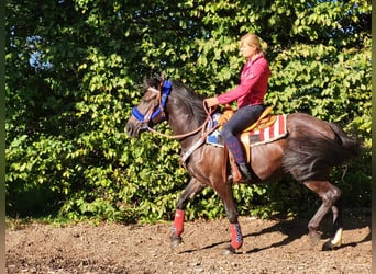 Plus de poneys/petits chevaux, Hongre, 3 Ans, 153 cm, Noir