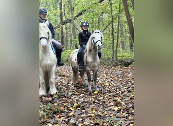 Plus de poneys/petits chevaux, Hongre, 4 Ans, 116 cm, Peut devenir gris