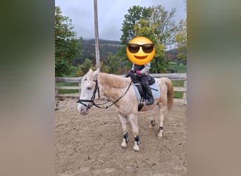 Plus de poneys/petits chevaux Croisé, Hongre, 4 Ans, 139 cm, Léopard
