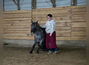 Plus de poneys/petits chevaux Croisé, Hongre, 4 Ans, 142 cm, Rouan Bleu