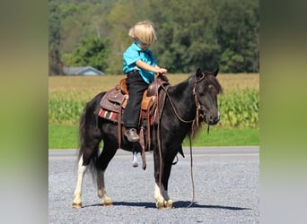 Plus de poneys/petits chevaux, Hongre, 4 Ans, 94 cm, Pinto