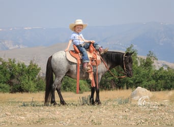 Plus de poneys/petits chevaux, Hongre, 4 Ans, 97 cm, Rouan Bleu