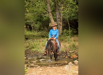 Plus de poneys/petits chevaux, Hongre, 4 Ans, 97 cm, Rouan Bleu