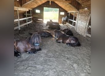 Plus de poneys/petits chevaux, Hongre, 5 Ans, 110 cm