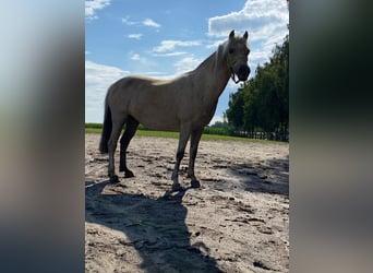 Plus de poneys/petits chevaux, Hongre, 5 Ans, 110 cm