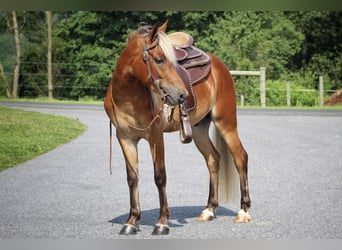 Plus de poneys/petits chevaux, Hongre, 5 Ans, 130 cm, Alezan cuivré