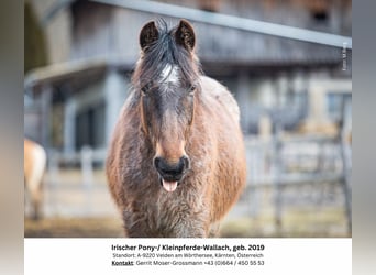 Plus de poneys/petits chevaux, Hongre, 5 Ans, 132 cm, Rouan Rouge